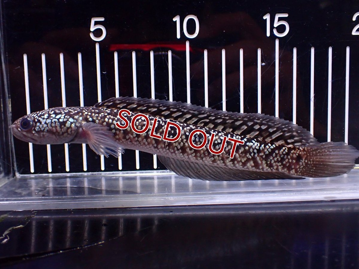 画像1: 【１５０００円均一特価】【淡水魚セール品】【淡水魚】【通販】激レア No1 火山雷龍(Fire mountain)【個体販売】(±17cm)(生体)(熱帯魚)NKO (1)