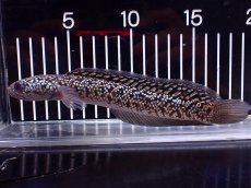 画像1: 【淡水魚】【通販】激レア No1 火山雷龍(Fire mountain)【個体販売】(±17cm)(生体)(熱帯魚)NKO (1)