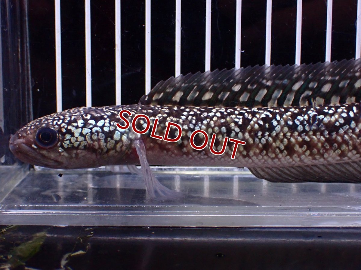 画像2: 【１５０００円均一特価】【淡水魚セール品】【淡水魚】【通販】激レア No1 火山雷龍(Fire mountain)【個体販売】(±17cm)(生体)(熱帯魚)NKO (2)