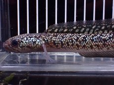 画像2: 【淡水魚】【通販】激レア No1 火山雷龍(Fire mountain)【個体販売】(±17cm)(生体)(熱帯魚)NKO (2)