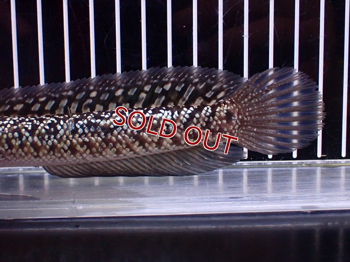 画像3: 【１５０００円均一特価】【淡水魚セール品】【淡水魚】【通販】激レア No1 火山雷龍(Fire mountain)【個体販売】(±17cm)(生体)(熱帯魚)NKO (3)
