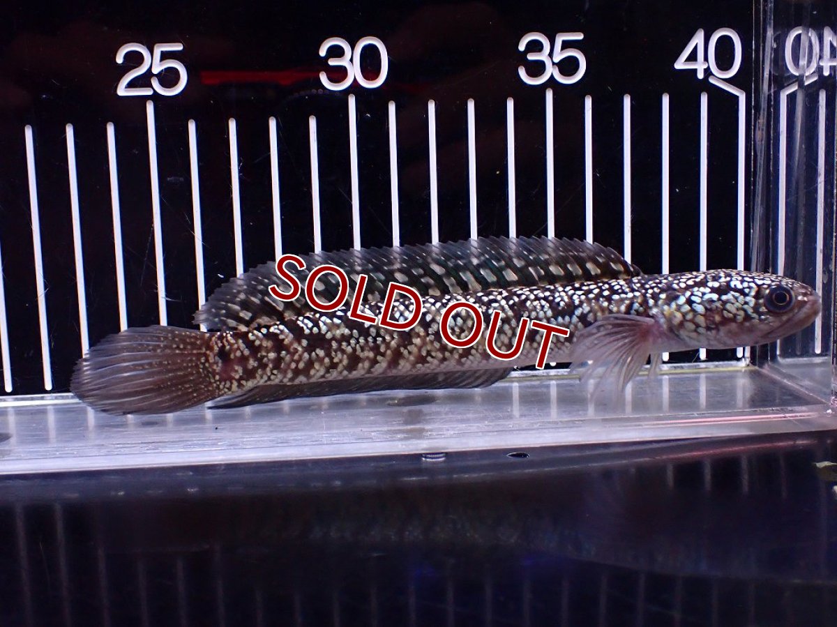画像4: 【１５０００円均一特価】【淡水魚セール品】【淡水魚】【通販】激レア No1 火山雷龍(Fire mountain)【個体販売】(±17cm)(生体)(熱帯魚)NKO (4)
