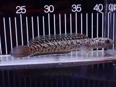 画像4: 【淡水魚】【通販】激レア No1 火山雷龍(Fire mountain)【個体販売】(±17cm)(生体)(熱帯魚)NKO (4)