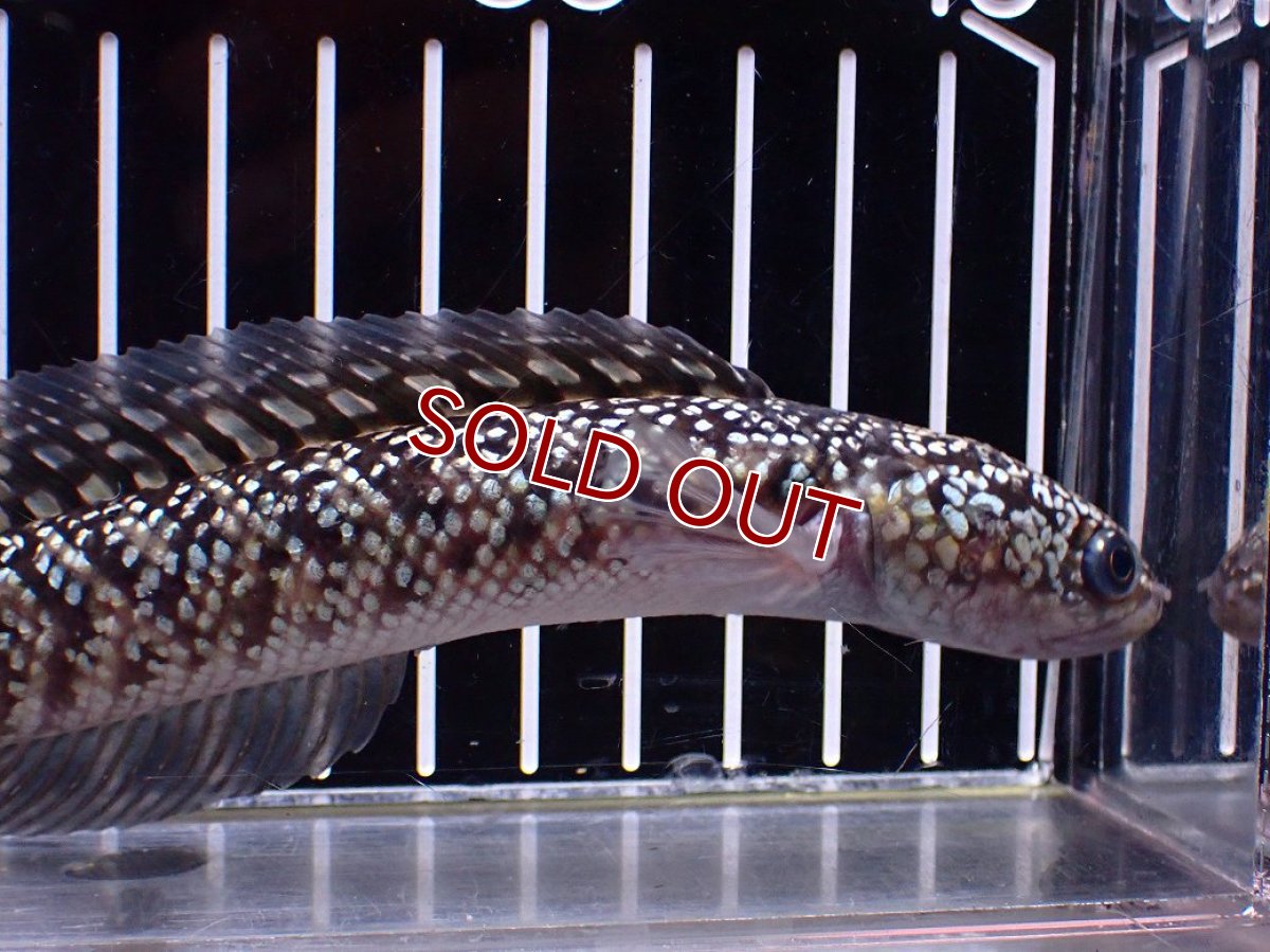 画像5: 【１５０００円均一特価】【淡水魚セール品】【淡水魚】【通販】激レア No1 火山雷龍(Fire mountain)【個体販売】(±17cm)(生体)(熱帯魚)NKO (5)