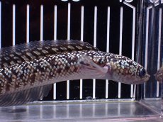画像5: 【淡水魚】【通販】激レア No1 火山雷龍(Fire mountain)【個体販売】(±17cm)(生体)(熱帯魚)NKO (5)