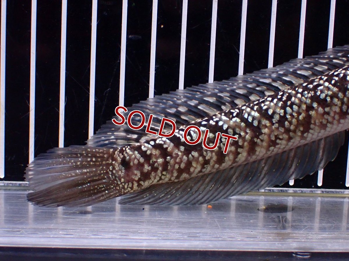 画像6: 【１５０００円均一特価】【淡水魚セール品】【淡水魚】【通販】激レア No1 火山雷龍(Fire mountain)【個体販売】(±17cm)(生体)(熱帯魚)NKO (6)