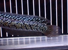 画像3: 【淡水魚】【通販】上物個体激レア No2 火山雷龍(Fire mountain)【個体販売】(±16cm)(生体)(熱帯魚)NKO (3)