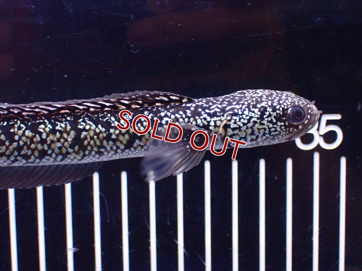 画像5: 【淡水魚】【通販】上物個体激レア No2 火山雷龍(Fire mountain)【個体販売】(±16cm)(生体)(熱帯魚)NKO (5)