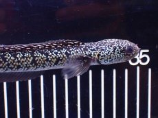 画像5: 【淡水魚】【通販】上物個体激レア No2 火山雷龍(Fire mountain)【個体販売】(±16cm)(生体)(熱帯魚)NKO (5)