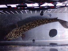 画像7: 【淡水魚】【通販】上物個体激レア No2 火山雷龍(Fire mountain)【個体販売】(±16cm)(生体)(熱帯魚)NKO (7)