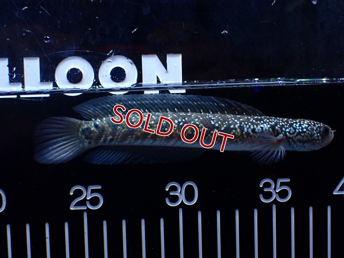 画像1: 【１５０００円均一特価】【淡水魚セール品】【淡水魚】【通販】激レア No1 吉丁雷龍(Jewel)【個体販売】(±16cm)(生体)(熱帯魚)NKO (1)