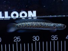 画像1: 【淡水魚】【通販】激レア No1 吉丁雷龍(Jewel)【個体販売】(±16cm)(生体)(熱帯魚)NKO (1)