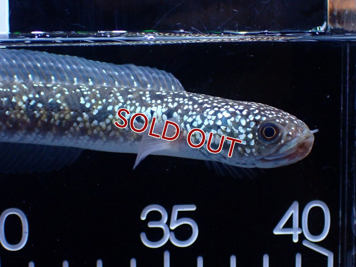 画像2: 【１５０００円均一特価】【淡水魚セール品】【淡水魚】【通販】激レア No1 吉丁雷龍(Jewel)【個体販売】(±16cm)(生体)(熱帯魚)NKO (2)