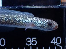 画像2: 【淡水魚】【通販】激レア No1 吉丁雷龍(Jewel)【個体販売】(±16cm)(生体)(熱帯魚)NKO (2)