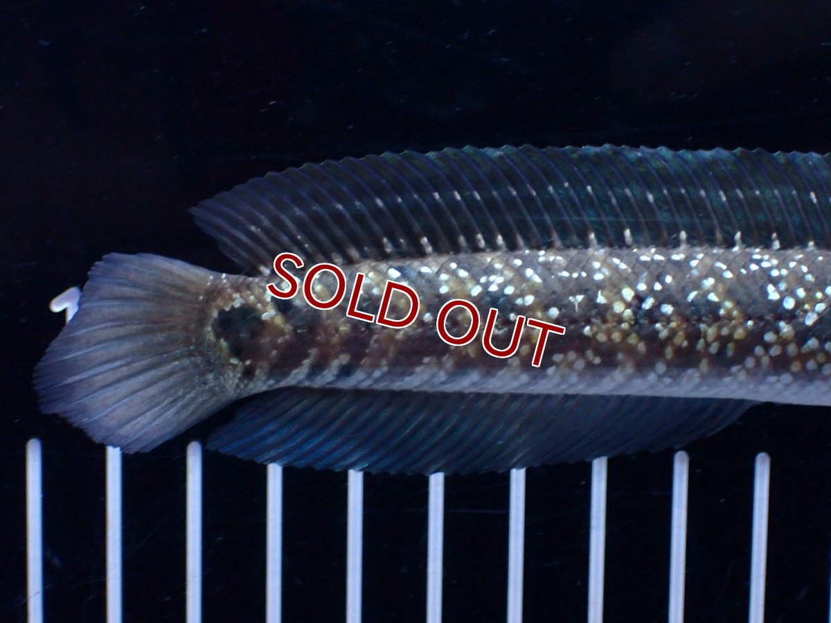 画像3: 【１５０００円均一特価】【淡水魚セール品】【淡水魚】【通販】激レア No1 吉丁雷龍(Jewel)【個体販売】(±16cm)(生体)(熱帯魚)NKO (3)