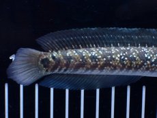 画像3: 【淡水魚】【通販】激レア No1 吉丁雷龍(Jewel)【個体販売】(±16cm)(生体)(熱帯魚)NKO (3)