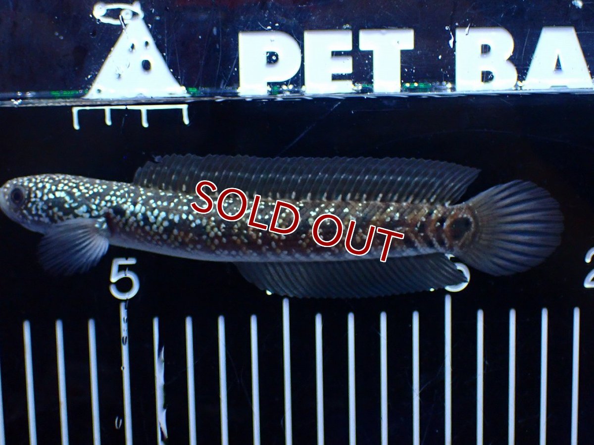 画像4: 【１５０００円均一特価】【淡水魚セール品】【淡水魚】【通販】激レア No1 吉丁雷龍(Jewel)【個体販売】(±16cm)(生体)(熱帯魚)NKO (4)