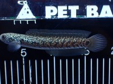 画像4: 【淡水魚】【通販】激レア No1 吉丁雷龍(Jewel)【個体販売】(±16cm)(生体)(熱帯魚)NKO (4)