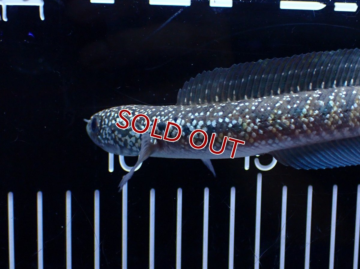 画像5: 【１５０００円均一特価】【淡水魚セール品】【淡水魚】【通販】激レア No1 吉丁雷龍(Jewel)【個体販売】(±16cm)(生体)(熱帯魚)NKO (5)