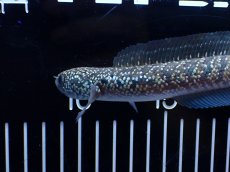 画像5: 【淡水魚】【通販】激レア No1 吉丁雷龍(Jewel)【個体販売】(±16cm)(生体)(熱帯魚)NKO (5)