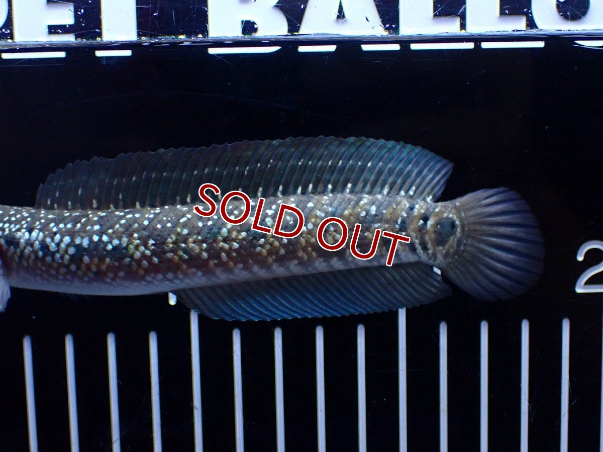 画像6: 【１５０００円均一特価】【淡水魚セール品】【淡水魚】【通販】激レア No1 吉丁雷龍(Jewel)【個体販売】(±16cm)(生体)(熱帯魚)NKO (6)