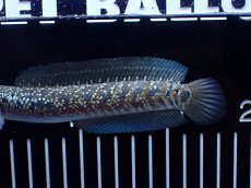 画像6: 【淡水魚】【通販】激レア No1 吉丁雷龍(Jewel)【個体販売】(±16cm)(生体)(熱帯魚)NKO (6)