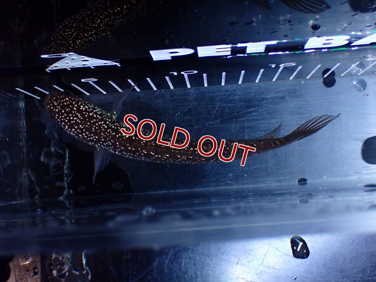 画像7: 【１５０００円均一特価】【淡水魚セール品】【淡水魚】【通販】激レア No1 吉丁雷龍(Jewel)【個体販売】(±16cm)(生体)(熱帯魚)NKO (7)