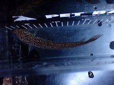 画像7: 【淡水魚】【通販】激レア No1 吉丁雷龍(Jewel)【個体販売】(±16cm)(生体)(熱帯魚)NKO (7)