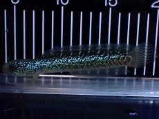画像1: 【淡水魚】【通販】激レア No2 吉丁雷龍(Jewel)【個体販売】(±16cm)(生体)(熱帯魚)NKO (1)