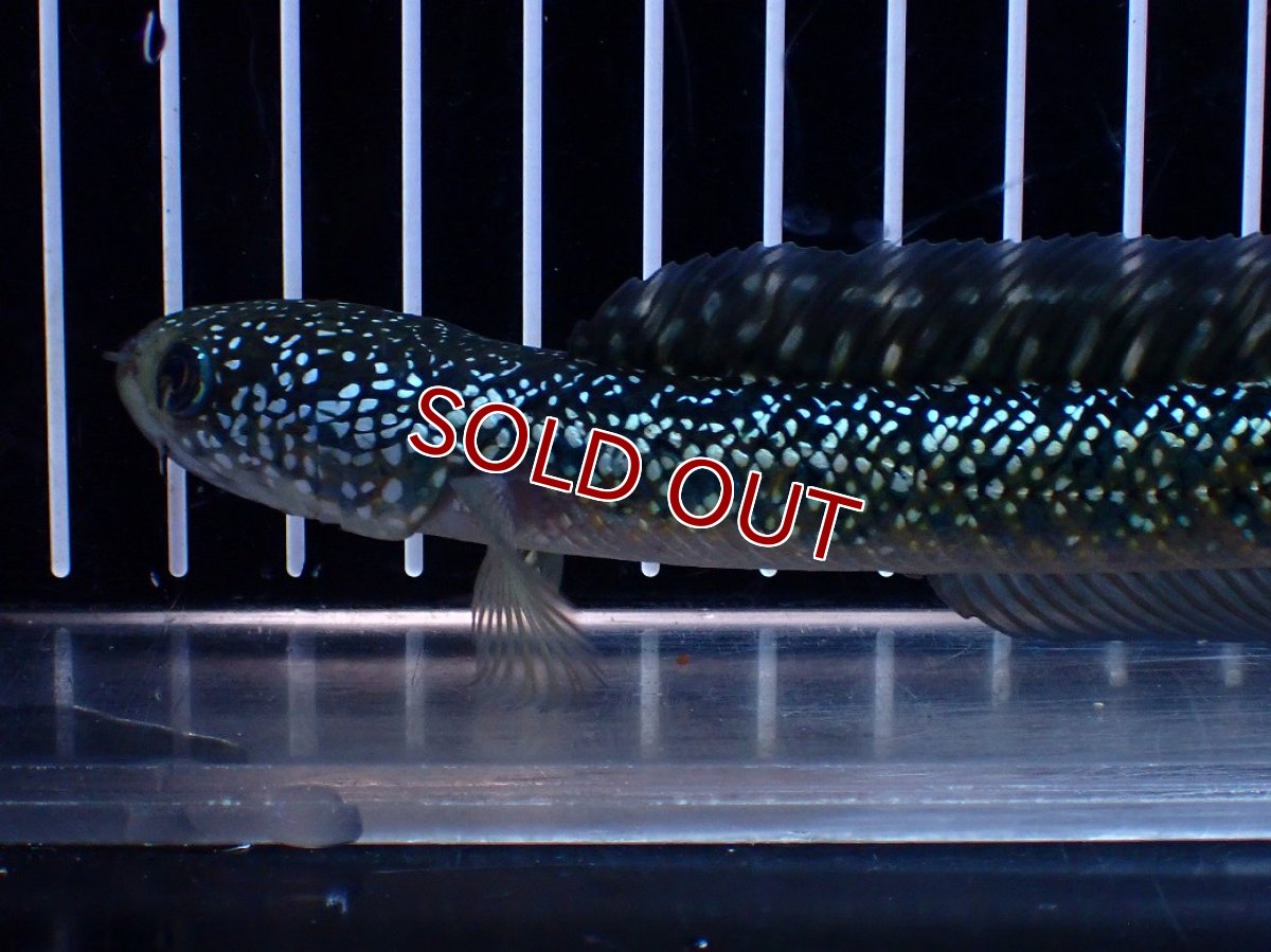 画像2: 【淡水魚】【通販】激レア No2 吉丁雷龍(Jewel)【個体販売】(±16cm)(生体)(熱帯魚)NKO (2)