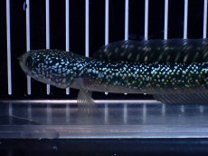画像2: 【淡水魚】【通販】激レア No2 吉丁雷龍(Jewel)【個体販売】(±16cm)(生体)(熱帯魚)NKO (2)