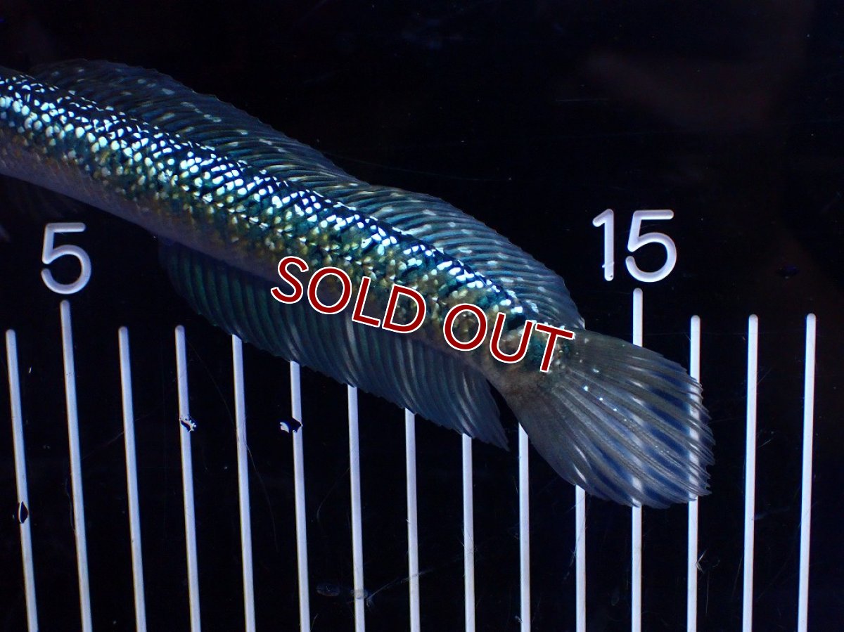 画像3: 【淡水魚】【通販】激レア No2 吉丁雷龍(Jewel)【個体販売】(±16cm)(生体)(熱帯魚)NKO (3)