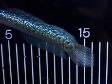 画像3: 【淡水魚】【通販】激レア No2 吉丁雷龍(Jewel)【個体販売】(±16cm)(生体)(熱帯魚)NKO (3)