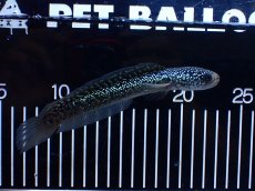 画像4: 【淡水魚】【通販】激レア No2 吉丁雷龍(Jewel)【個体販売】(±16cm)(生体)(熱帯魚)NKO (4)