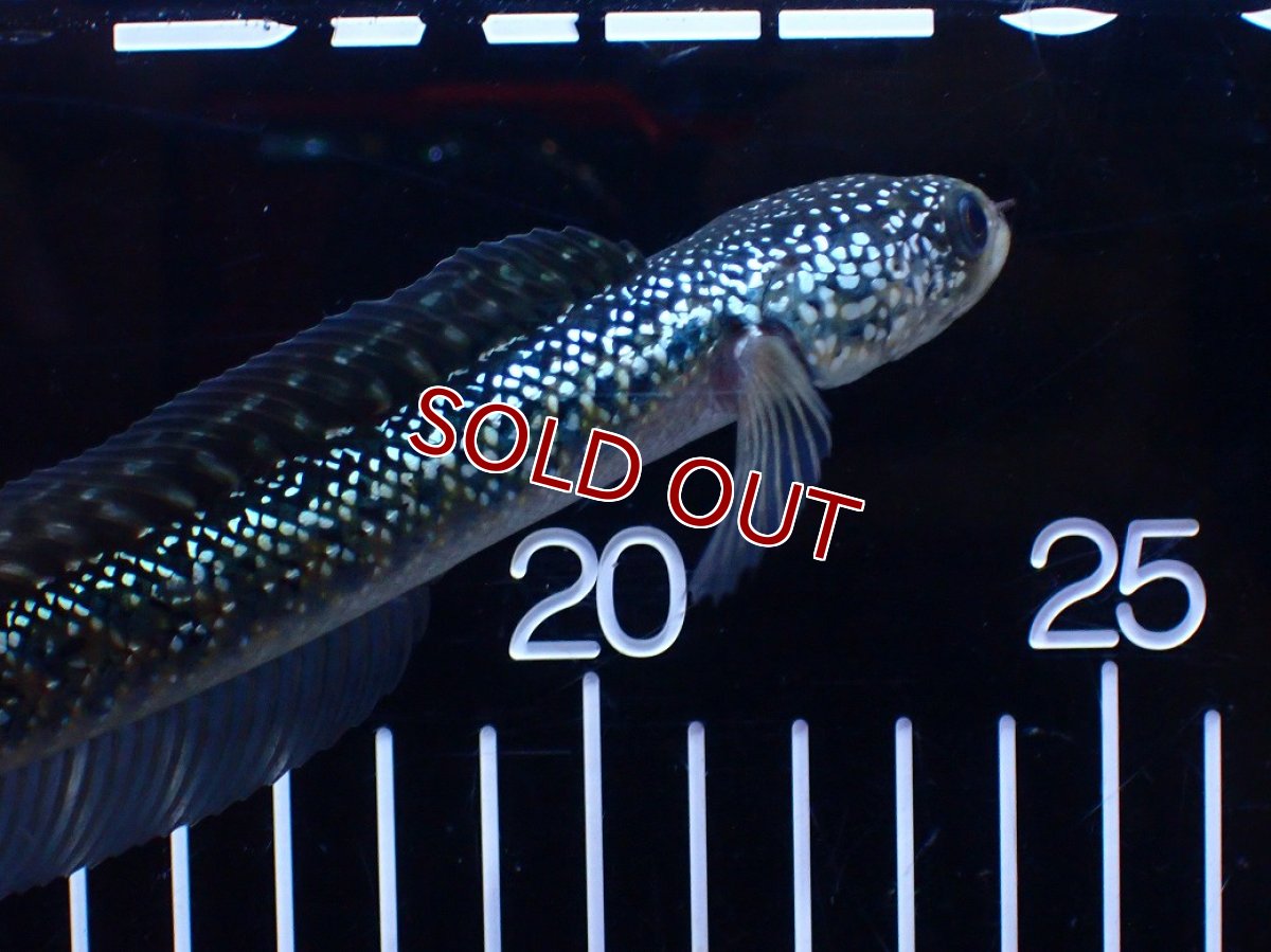 画像5: 【淡水魚】【通販】激レア No2 吉丁雷龍(Jewel)【個体販売】(±16cm)(生体)(熱帯魚)NKO (5)