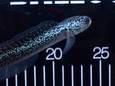 画像5: 【淡水魚】【通販】激レア No2 吉丁雷龍(Jewel)【個体販売】(±16cm)(生体)(熱帯魚)NKO (5)
