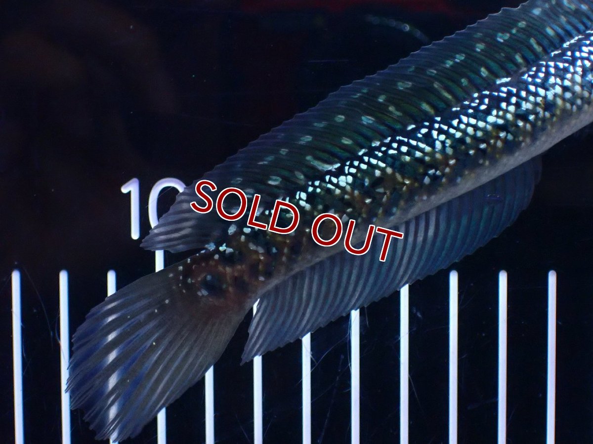 画像6: 【淡水魚】【通販】激レア No2 吉丁雷龍(Jewel)【個体販売】(±16cm)(生体)(熱帯魚)NKO (6)