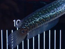 画像6: 【淡水魚】【通販】激レア No2 吉丁雷龍(Jewel)【個体販売】(±16cm)(生体)(熱帯魚)NKO (6)