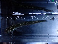 画像7: 【淡水魚】【通販】激レア No2 吉丁雷龍(Jewel)【個体販売】(±16cm)(生体)(熱帯魚)NKO (7)
