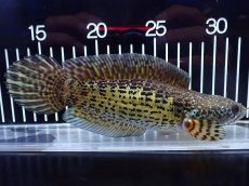 画像1: 【淡水魚】【通販】超激レア キングスーパーショートボディ バイオレットスネークヘッド【個体販売】(±17cm)(生体)(熱帯魚)NKO (1)