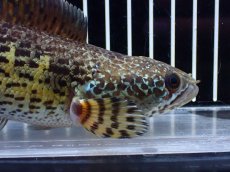 画像2: 【淡水魚】【通販】超激レア キングスーパーショートボディ バイオレットスネークヘッド【個体販売】(±17cm)(生体)(熱帯魚)NKO (2)
