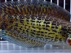 画像3: 【淡水魚】【通販】超激レア キングスーパーショートボディ バイオレットスネークヘッド【個体販売】(±17cm)(生体)(熱帯魚)NKO (3)