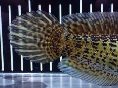 画像4: 【淡水魚】【通販】超激レア キングスーパーショートボディ バイオレットスネークヘッド【個体販売】(±17cm)(生体)(熱帯魚)NKO (4)