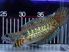 画像5: 【淡水魚】【通販】超激レア キングスーパーショートボディ バイオレットスネークヘッド【個体販売】(±17cm)(生体)(熱帯魚)NKO (5)
