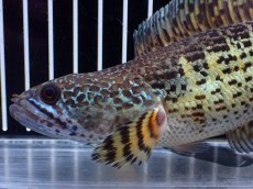 画像6: 【淡水魚】【通販】超激レア キングスーパーショートボディ バイオレットスネークヘッド【個体販売】(±17cm)(生体)(熱帯魚)NKO (6)