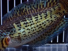 画像7: 【淡水魚】【通販】超激レア キングスーパーショートボディ バイオレットスネークヘッド【個体販売】(±17cm)(生体)(熱帯魚)NKO (7)