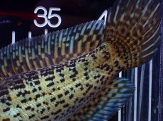 画像8: 【淡水魚】【通販】超激レア キングスーパーショートボディ バイオレットスネークヘッド【個体販売】(±17cm)(生体)(熱帯魚)NKO (8)