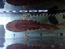 画像9: 【淡水魚】【通販】超激レア キングスーパーショートボディ バイオレットスネークヘッド【個体販売】(±17cm)(生体)(熱帯魚)NKO (9)