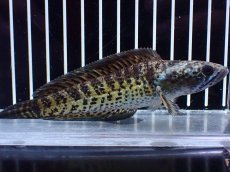 画像1: 【淡水魚】【通販】激レア ショートボディ バイオレットスネークヘッド【個体販売】(±12cm)(生体)(熱帯魚)NKO (1)