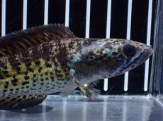画像2: 【淡水魚】【通販】激レア ショートボディ バイオレットスネークヘッド【個体販売】(±12cm)(生体)(熱帯魚)NKO (2)
